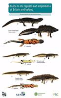 Guide to the Reptiles and Amphibians of Britain and Ireland