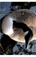 Canadian Goose Coming for a Closer Look Journal: Take Notes, Write Down Memories in this 150 Page Lined Journal