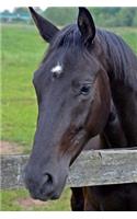 Beautiful Horse Looking Over a Fence Animal Journal: 150 Page Lined Notebook/Diary