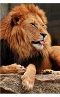 Lion Sticks His Tongue Out Journal: 150 page lined notebook/diary