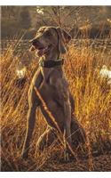 Handsome Weimaraner Dog Lined Journal: Canine Gift Notebook for Dog Lovers