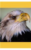 Bald Eagle Basic Black Lined Journal