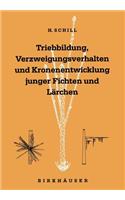 Triebbildung, Verzweigungsverhalten Und Kronenentwicklung Junger Fichten Und Lärchen