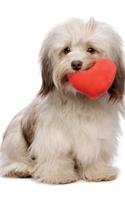 Havanese Love Me Notebook & Journal. Productivity Work Planner & Idea Notepad: Brainstorm Thoughts, Self Discovery, To Do List