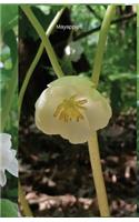 Mayapples