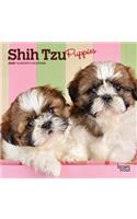 SHIH TZU PUPPIES 2020 MINI WALL CALENDAR