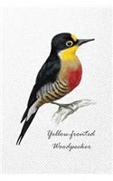 Yellow-fronted Woodpecker