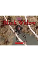 Black Widow