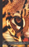 orange ocelot notes