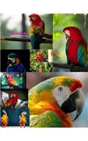 Macaw Sketch Book: Practice Painting, Drawing, writing, Sketching or Creative Doodling.