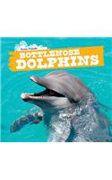 Bottlenose Dolphins