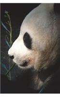 Panda Portrait Journal: 150 page lined notebook/diary