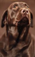 2020 Weekly Planner Chocolate Lab Dog Photo 134 Pages