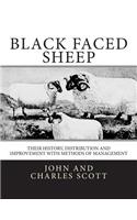 Black Faced Sheep