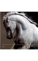 The Arabian Horse of Egypt
