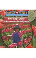 How Tulips Grow / Cómo Crecen Los Tulipanes: Como Crecen Los Tulipanes
