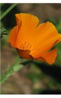 California State Flower - California Poppy Journal