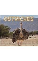 Ostriches