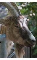 Billy Goat Animal Journal