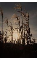 Reeds in Silhouette on a Sunny Winter Day Journal