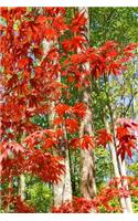 Journal Springtime Japanese Maple Tree