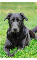 Labrador Retriever Dog Pup Puppy Doggie Notebook Bullet Journal Diary Composition Book Notepad - Relax on Grass