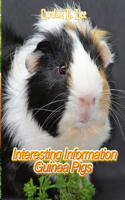 Interesting Information Guinea Pigs