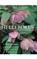 Hellebores