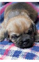 Border Terrier February Notebook Border Terrier Record, Log, Diary, Special Memories, To Do List, Academic Notepad, Scrapbook & More