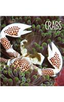 Crabs