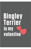 Bingley Terrier is my valentine: For Bingley Terrier Dog Fans