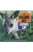 A Kangaroo Joey Grows Up