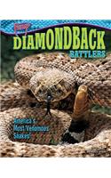 Diamondback Rattlers: America's Most Venomous Snakes!