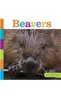 Beavers