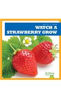 Watch a Strawberry Grow