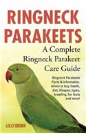 Ringneck Parakeets