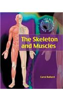 The Skeleton and Muscles