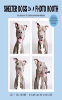 Shelter Dogs In A Photo Booth 2017 Wall