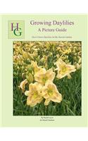 Growing Daylilies A Picture Guide: How I Grow Daylilies In My Hawaii Garden