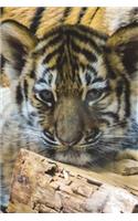 Tiger Cub Portrait Journal: 150 page lined notebook/diary