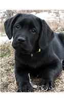 Black Labrador Puppy Notepad: Dog Wisdom Quotes(1 Awaiting Spring Journal 8.5x11)
