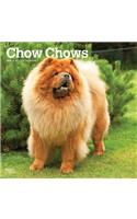 Chow Chows 2021 Square