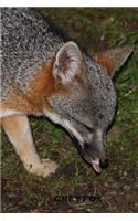 Grey Fox
