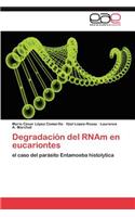 Degradacion del Rnam En Eucariontes