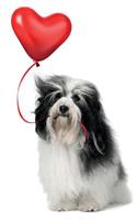 Havanese Love You Notebook & Journal. Productivity Work Planner & Idea Notepad: Brainstorm Thoughts, Self Discovery, To Do List