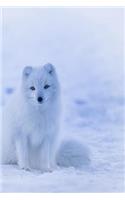 Arctic Fox