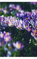 A Cluster of Crocus Blooms in the Grass Journal