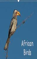 African Birds (UK-Version) 2016: Southern Africa bird portraits(Calvendo Places)