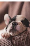 A Sweet Sleeping Black and White French Bulldog Puppy Pet Journal