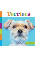 Terriers